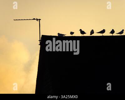 Sonnenaufgang mit Möwen, Sanford Lock an der Themse. Die Gegend um diese Schleuse ist ein beliebter Ort für Jogger, Hundeliebhaber und viele Leute, die die tollen Spaziergänge in dieser Gegend besuchen. Hier sind wir am Fluss und blicken von der Schleuse auf einen schönen Wintersonnenaufgang, um Vögel auf dem Dach des Schleusenhauses zu sehen. Es klingt alles etwas banal, aber das ist die magische Szene, die dich begrüßt... Stockfoto
