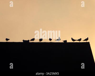 Sonnenaufgang mit Möwen, Sanford Lock an der Themse. Die Gegend um diese Schleuse ist ein beliebter Ort für Jogger, Hundeliebhaber und viele Leute, die die tollen Spaziergänge in dieser Gegend besuchen. Hier sind wir am Fluss und blicken von der Schleuse auf einen schönen Wintersonnenaufgang, um Vögel auf dem Dach des Schleusenhauses zu sehen. Es klingt alles etwas banal, aber das ist die magische Szene, die dich begrüßt... Stockfoto