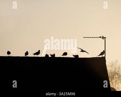 Sonnenaufgang mit Möwen, Sanford Lock an der Themse. Die Gegend um diese Schleuse ist ein beliebter Ort für Jogger, Hundeliebhaber und viele Leute, die die tollen Spaziergänge in dieser Gegend besuchen. Hier sind wir am Fluss und blicken von der Schleuse auf einen schönen Wintersonnenaufgang, um Vögel auf dem Dach des Schleusenhauses zu sehen. Es klingt alles etwas banal, aber das ist die magische Szene, die dich begrüßt... Stockfoto