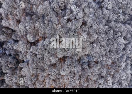 Luftaufnahme des gefrorenen Baldachins des Winterwaldes mit Drohne Stockfoto