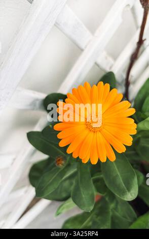 Orange Calendula-Blüte (Calendula officinalis) auf dem Balkon. Medizinische Kräuter. Gartenkonzept. Stockfoto