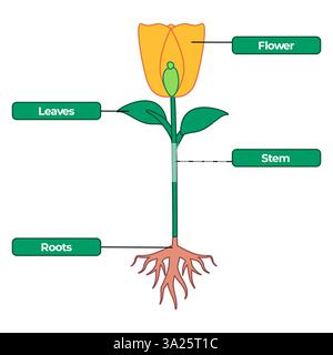 Pflanzenteile Blütenblätter Blätter Stammwurzeln System Blume blühend Natur botanisches gelbes Blütenblatt Wissenschaft Biologie Bildung florale Struktur Anatomie Symbol Stock Vektor