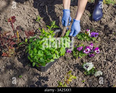 Nahhände der Gärtnerin, die Paprika-Setzlinge im Garten pflanzt Stockfoto