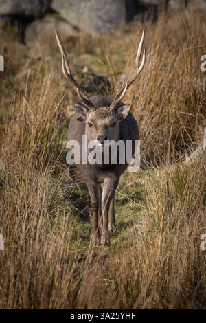 Sika Deer [ Cervus nippon ] Hirsch läuft in Richtung Kamera im Bainloch Deer Park, Dumfries and Galloway, Schottland, Großbritannien Stockfoto