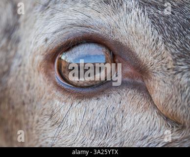 Red Deer [ Cervus elaphus ] Nahaufnahme von Hinds Eye im Bainloch Deer Park, Dumfries and Galloway, Schottland, Großbritannien Stockfoto