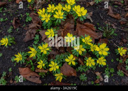 Leuchtend gelbe Blüten blühen auf dunklem Boden, umgeben von getrockneten Blättern, die den Frühling in einer natürlichen Umgebung signalisieren. Stockfoto