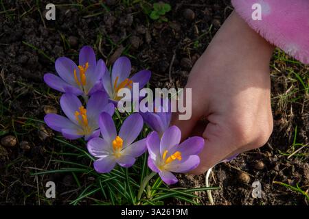 An einem sonnigen Frühlingstag sieht man die Hand eines Kindes, wie er an einem sonnigen Frühlingstag leuchtende violette Krokusblüten aus dem Gartenboden pflückt. Stockfoto