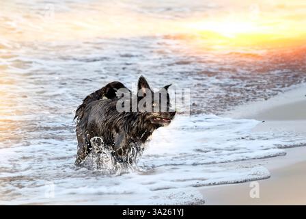 Junger Border Collie, der im Sommer in einem Fluss schwimmt Stockfoto