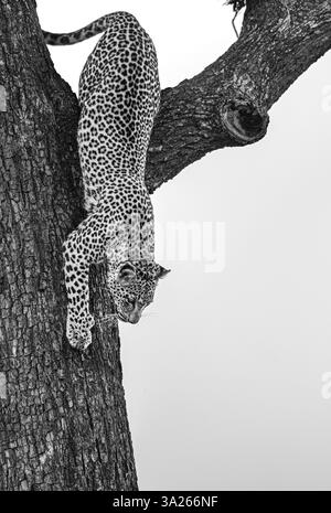 Leopard, Panthera pardus, Weibchen klettert einen Baum hinunter, in Schwarz-weiß. Stockfoto