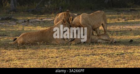 Löwe, Panthera leo, Stolz interagiert. Stockfoto