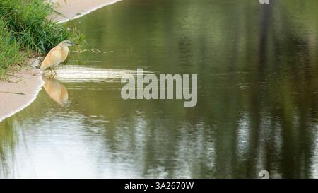 Squacco Reiher, Ardeola ralloides, hoch oder auf der Jagd. Stockfoto