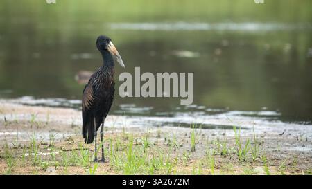 Afrikanischer Openbill, Anastomus lamelligerus, in einer Flusslandschaft. Stockfoto