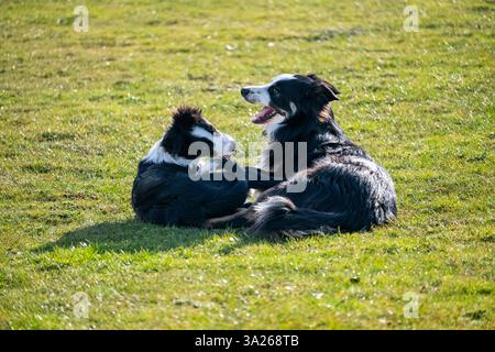 Border Collie Welpe spielt mit einem jungen erwachsenen Collie Hund auf einem Feld bei schönem Sonnenschein. Stockfoto