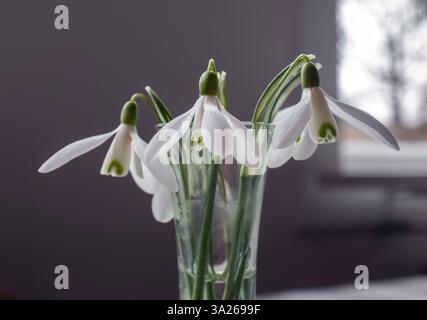 Weiße Schneeglöckchen in Glasvase. Foto: Bo Arrhed Stockfoto