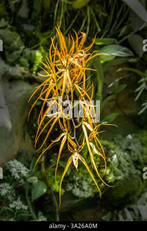 Brassia arcuigera Rchb.f 1869, gefunden in Nicaragua, Costa Rica, Panama, Venezuela, Kolumbien, Ecuador und Peru auf beiden Seiten der Anden in Prämontane Stockfoto