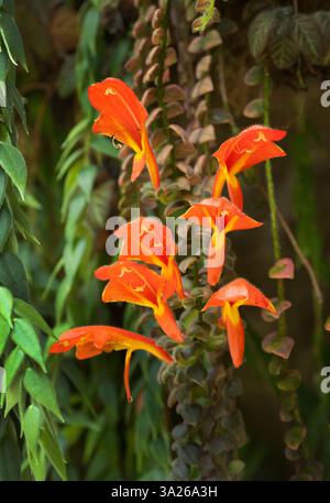 Columnea gloriosa, auch bekannt als Goldfischpflanze. Leuchtend orange-rote, röhrenförmige Blüten, die Goldfischen ähneln. Stockfoto