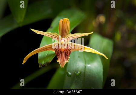 Maxillaria cucullata ist eine Orchideenart, die von Mexiko bis nach Panama reicht Stockfoto