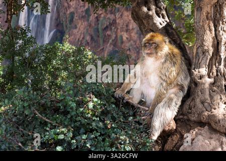 Die Cascades d’Ouzoud in der marokkanischen Provinz Azilal ist ein Sammelname für mehrere mehrstufige Wasserfälle. Stockfoto
