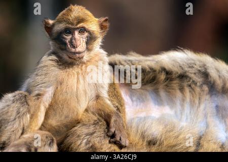 Die Cascades d’Ouzoud in der marokkanischen Provinz Azilal ist ein Sammelname für mehrere mehrstufige Wasserfälle. Stockfoto