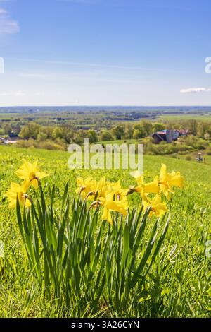 Wunderschöne wilde Narzissen in Blüte an einem sonnigen Tag im Mai Stockfoto