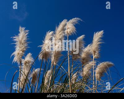 Weiße Köpfe der Pampas Gras vor blauem Himmel in einem Vorgarten wächst, Großbritannien Stockfoto