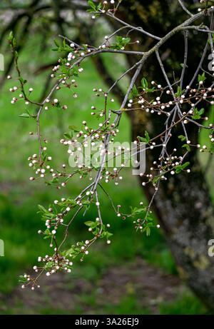 Blüten und Knospen von Kirschblüten im Garten im frühen Frühjahr. Stockfoto
