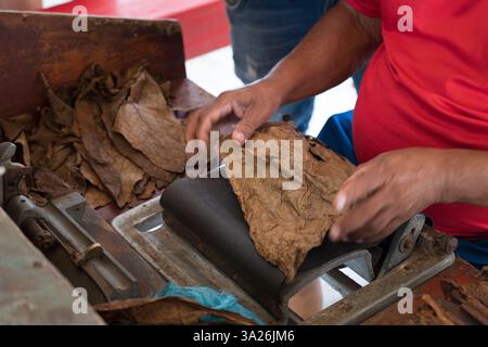 Prozess der Herstellung von traditionellen Zigarren aus Tabakblättern mit Händen mit einem mechanischen Gerät und Presse. Tabakblätter für die Herstellung von Zigarren. Nahaufnahme Stockfoto