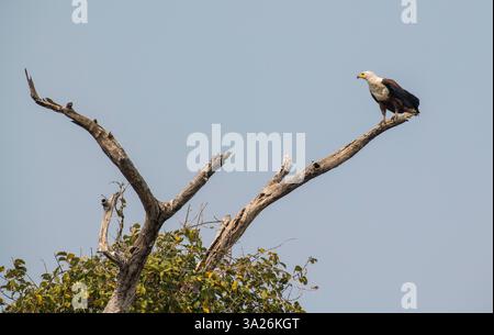 Afrikanischer Fischadler sitzt auf einem toten Baum, Namibia, Afrika Stockfoto
