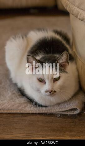 Eine weiße Katze mit dunkelgrauen oder schwarzen Flecken auf einem hellgrauen Teppich. Stockfoto