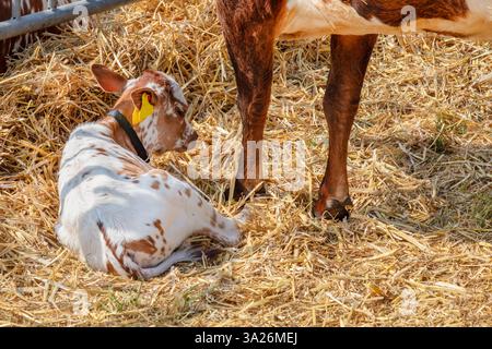 Neugeborenes niederländisches Braun mit weißem Kalb auf Heu in einem Bauernhaus Stockfoto