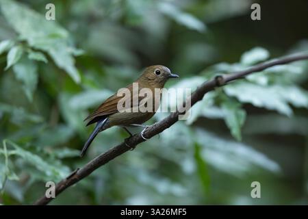 weißschwanzrobin Myiomela leucura, erwachsenes Weibchen auf dem Ast, Boonthum, Doi Inthanon Nationalpark, Chiang Mai, Thailand, März Stockfoto