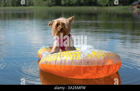 Ein Yorkshire Terrier mit rosafarbenem Gurtzeug sitzt in einem Schlauchboot auf einem ruhigen See. Stockfoto