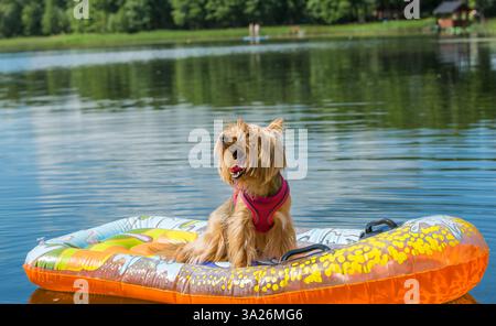 Ein Yorkshire Terrier mit rosafarbenem Gurtzeug sitzt in einem Schlauchboot auf einem ruhigen See. Stockfoto