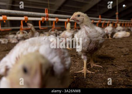 Hühner während der Umstellung auf Gefieder Nahaufnahme, ein Geflügelhaltungsbetrieb, in dem Fleischrassen von Masthühnern für industrielle Fleischprodukte angebaut werden Stockfoto