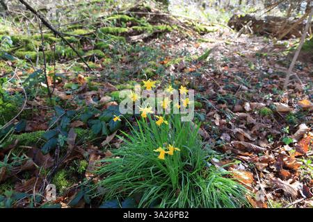 Narzissen gehören zu den ersten Pflanzen, die vor dem Frühling im Wald blühen. Stockfoto