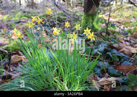 Narzissen gehören zu den ersten Pflanzen, die vor dem Frühling im Wald blühen. Stockfoto