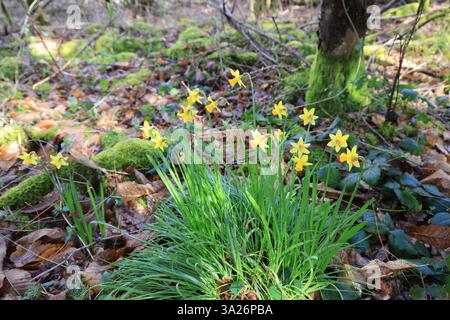 Narzissen gehören zu den ersten Pflanzen, die vor dem Frühling im Wald blühen. Stockfoto