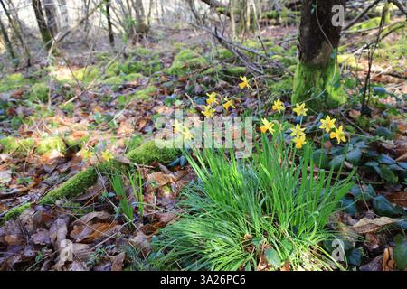 Narzissen gehören zu den ersten Pflanzen, die vor dem Frühling im Wald blühen. Stockfoto