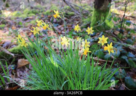 Narzissen gehören zu den ersten Pflanzen, die vor dem Frühling im Wald blühen. Stockfoto