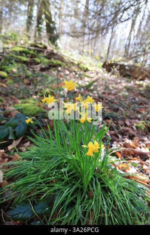 Narzissen gehören zu den ersten Pflanzen, die vor dem Frühling im Wald blühen. Stockfoto