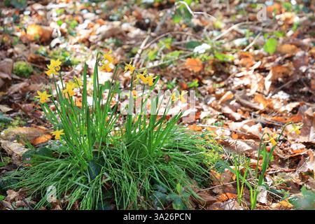 Narzissen gehören zu den ersten Pflanzen, die vor dem Frühling im Wald blühen. Stockfoto