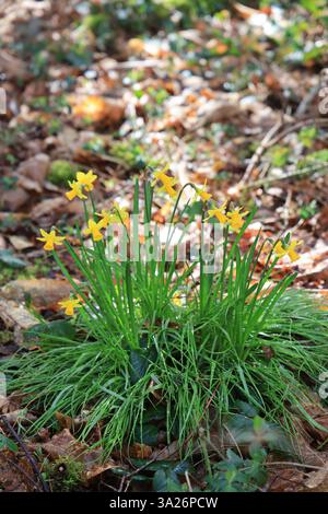 Narzissen gehören zu den ersten Pflanzen, die vor dem Frühling im Wald blühen. Stockfoto