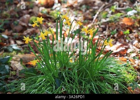 Narzissen gehören zu den ersten Pflanzen, die vor dem Frühling im Wald blühen. Stockfoto
