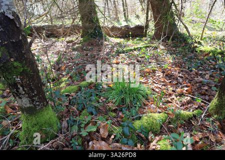 Narzissen gehören zu den ersten Pflanzen, die vor dem Frühling im Wald blühen. Stockfoto