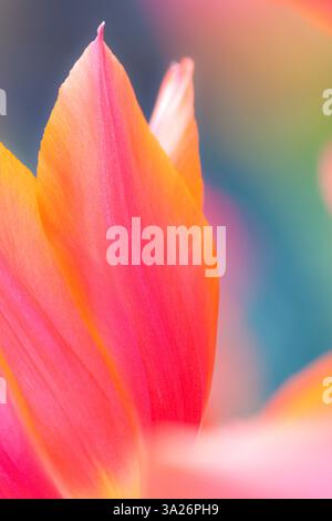 Lebendige Nahaufnahme niederländischer Tulpen in Holland mit frischen und schönen Farben - Ein typisches Bild aus den Niederlanden Stockfoto