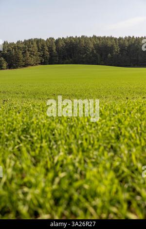 Grüner Jungweizenhydrat mit Frostresistenz, Hybridweizen für den Winter gepflanzt, um im Frühsommer eine frühe Getreideernte zu erzielen Stockfoto