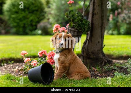 Hendrix, ein Welpe, der Cocker Spaniel in einem sonnigen Garten arbeitet Stockfoto