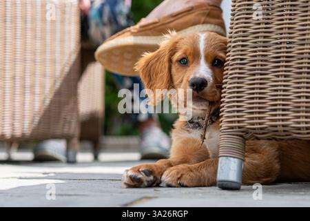 Hendrix, ein Welpe, der Cocker Spaniel in einem sonnigen Garten arbeitet Stockfoto