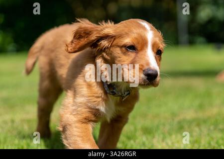 Hendrix, ein Welpe, der Cocker Spaniel in einem sonnigen Garten arbeitet Stockfoto
