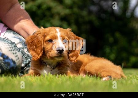 Hendrix, ein Welpe, der Cocker Spaniel in einem sonnigen Garten arbeitet Stockfoto